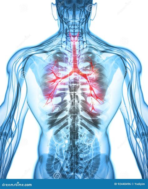 Illustration D Von Kehlkopf Trachea Bronchien Stock Abbildung