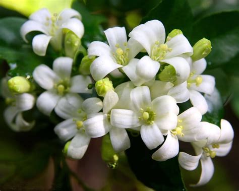 Ясменник душистый в наличии низкая цена - рассада, описание, отзывы ...