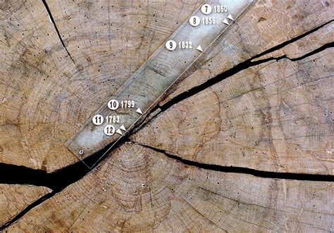 Los bosques centenarios sacan músculo contra el cambio climático El