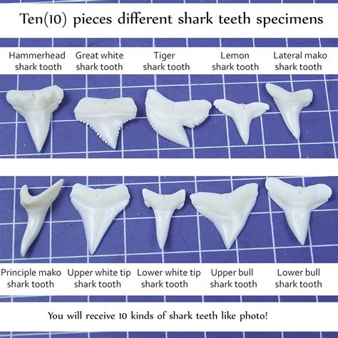 List 92+ Pictures What Does A Bull Shark Tooth Look Like Sharp