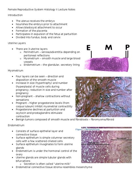 Female Reproductive System Histology Ii Lecture Notes Menstrual Cycle