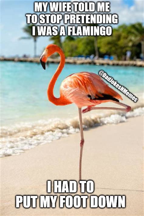 This Flamingo Flaminstopped Imgflip