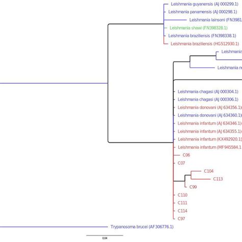 Phylogenetic Tree For Leishmania Spp Isolates From Southern Brazil