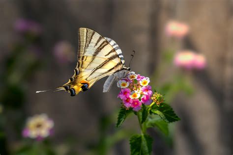 Black And White Garden Photos, Download The BEST Free Black And White ...