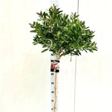 Купить Каллистемон 22*125 citrinus Splendens оптом | Paeonia