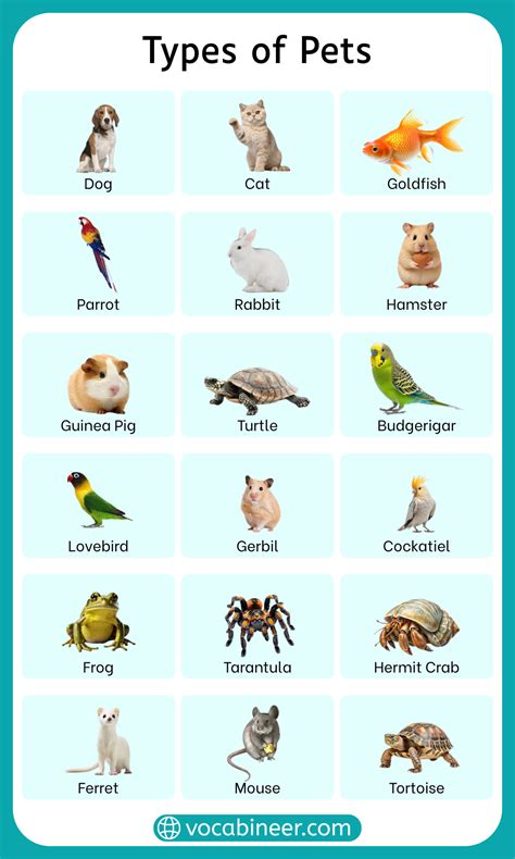 types of tortoise pets 7