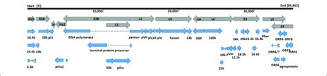 Transcriptional Map And Genome Organization Of Hadv Strain