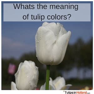 Meaning of tulip colors - Tulips in Holland