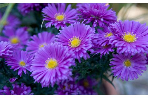 Саженец Астра Констанц