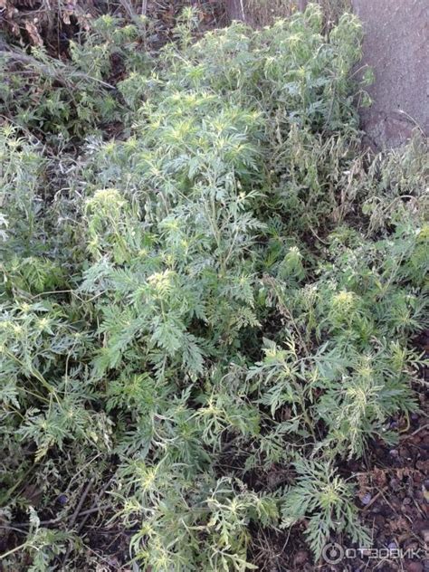 Отзыв о Средство от сорняков Кубань Агросервис "Щит" | Сработало на ...