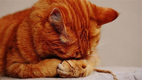 5 Best Cat Litters for Odor Control in 2022 | Eliminate Nasty Smells