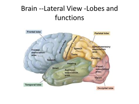 Brain lobes | PPTX 