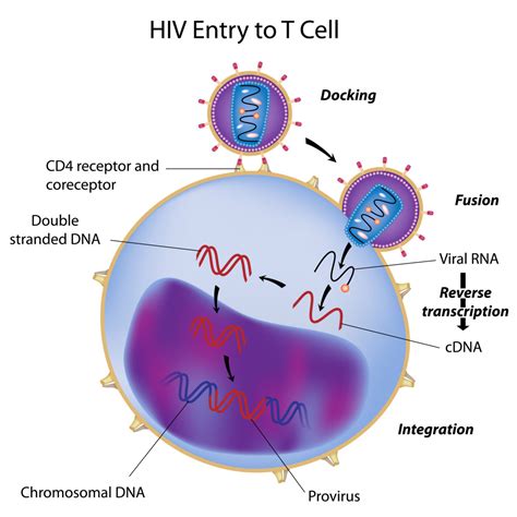Aids And Hiv Full Health Secrets