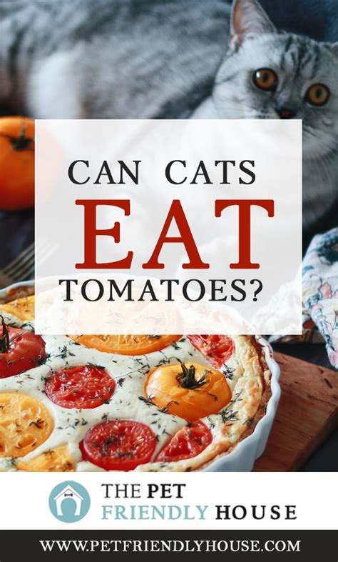 Can Cats Eat Tomatoes