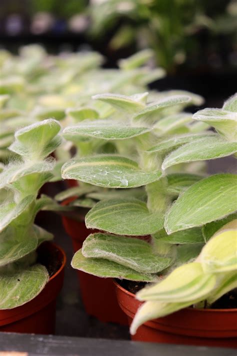 esbenshade's garden centers & greenhouse 4