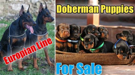 Top Quality European Doberman Puppies For Sale YouTube