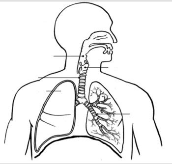 Human Respiratory System Diagram Black And White