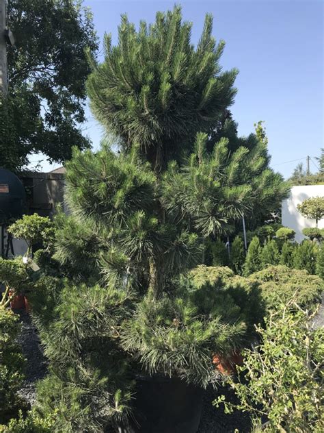 Pinus Nigra Bonsai Caragh Nurseries