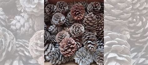 Шишка большая купить в Москве | Товары для дома и дачи | Авито