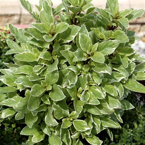 Bazilika Pesto Perpetuo – vrtne sadike FLANCA