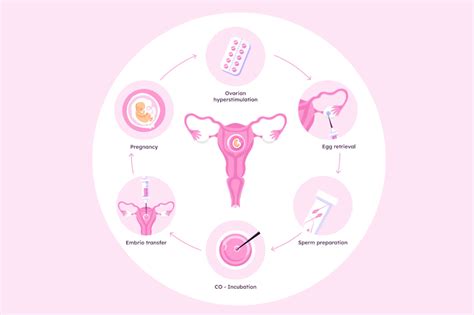 What Is The Ivf Process Step By Step