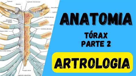 Artrologia do Tórax Anatomia humana Quais são as articulações das