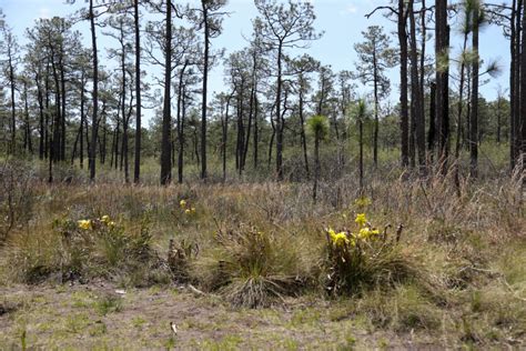 Carnivorous Plants Of The Carolina Coast Northeast School Of Botanical Medicine