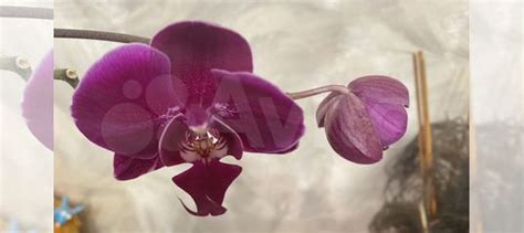 Орхидея жемчужина императора купить в Екатеринбурге | Товары для дома и ...