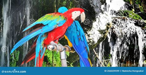 Macaws Are A Group Of Long Tailed New World Parrots That Are Often