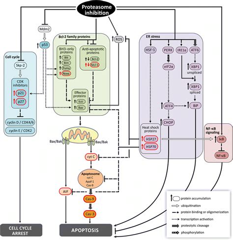 Principal Mechanisms Of Action Of Proteasome Inhibitors In Cancer Cells