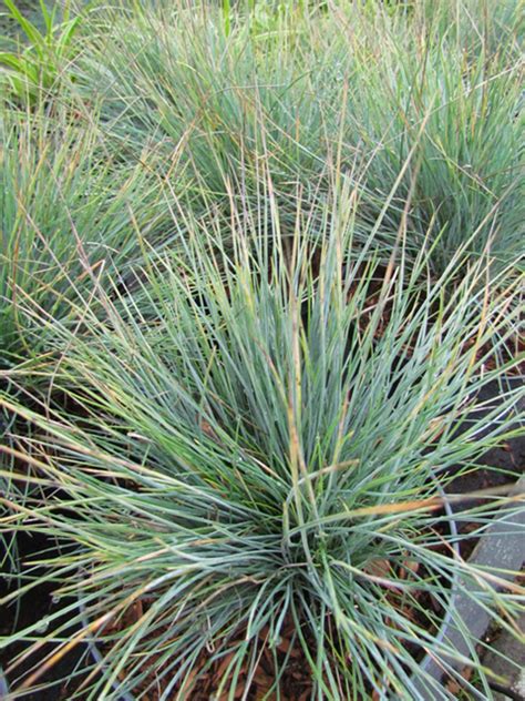 Овсяница сизая "Elijah Blue" | Euro-plant