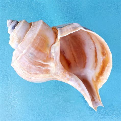 1 Cape Cod Channeled Whelk Shells 6 To 3 Long Etsy Uk