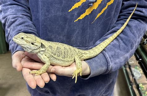 Adopted Pogona Vitticeps Bearded Dragon Girly Year