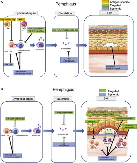 Autoimmune Bullous Skin Diseases Pemphigus And Pemphigoid Journal Of