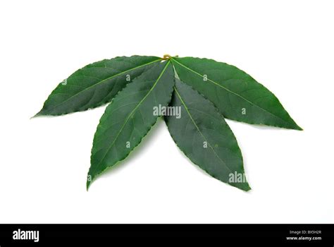 Bay Leaf Herb Stock Photo Alamy