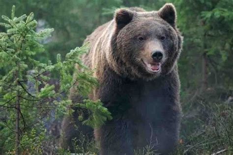 Are There Bears In England & Which Ones? | Misfit Animals