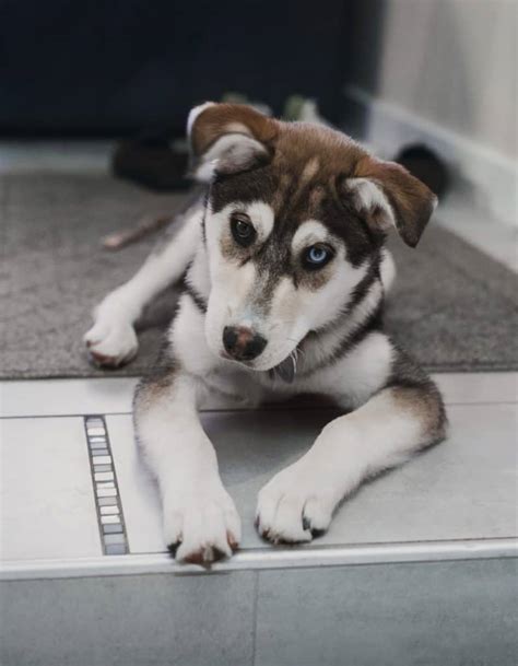 How Much Is A German Shepherd Husky Mix Puppy