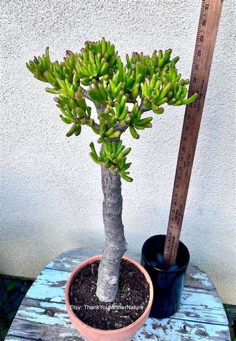 28 Tall Gollum Jade Crassula Ovata Rare Large Hobbit Jade Etsy