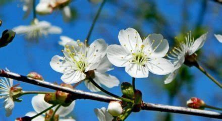 Какие подкормки используют весной для увеличения урожая вишни