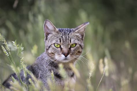 Starecat Wallpaper