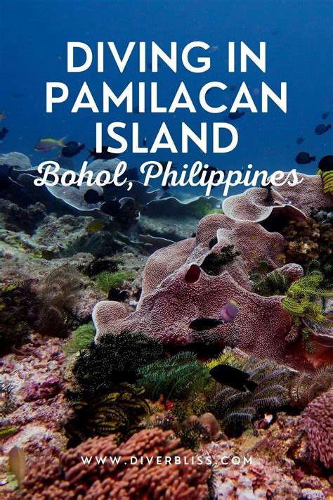 A Guide To Scuba Diving In Pamilacan Island In Bohol Philippines This