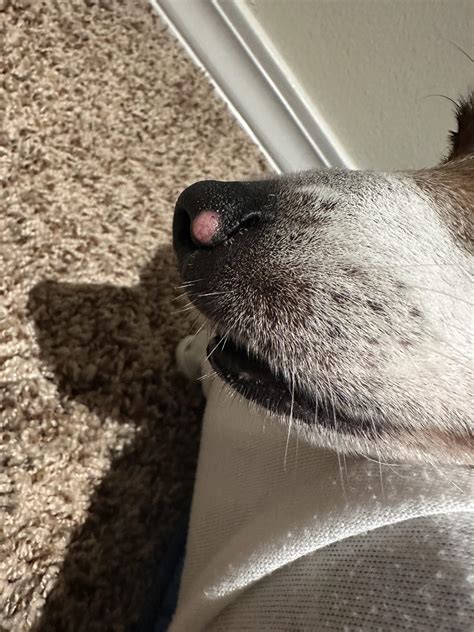 Is This Viral Papilloma? : r/DogAdvice