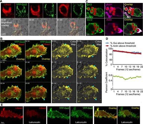 G I Proteins Colocalize With F Actin At Cell Protrusions And At