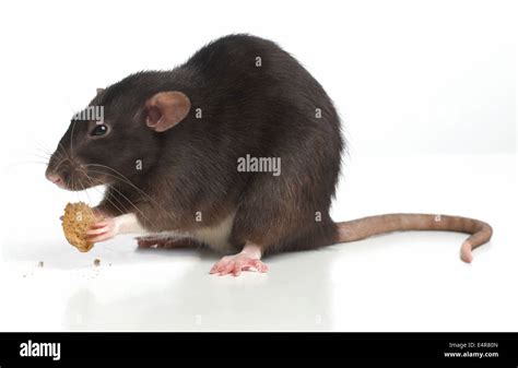 Black And White Dumbo Rat