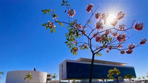 Centro Cultural Oscar Niemeyer em Goiânia ganha 200 mudas de ipês