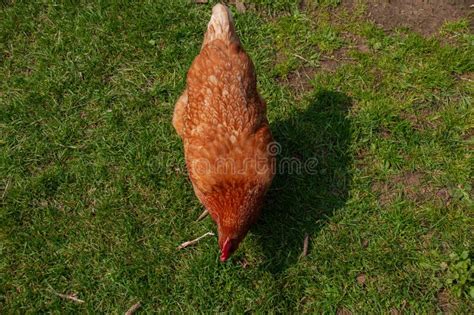 Red Sex Link Chicken Pecking In The Grass Stock Image Image Of Chicken Brown