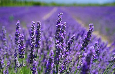 I Fiori Che Durano Tutto L Anno Davvero Impressionante