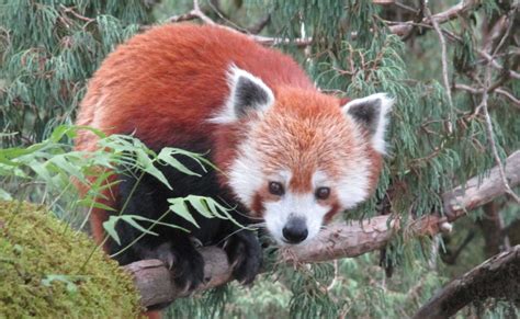 Red Panda Hide Seized In Jajarkot Red Panda Network