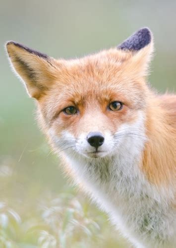 Fan Casting Scarface The Animals Of Farthing Wood As Fox In Fictional