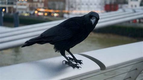 Crows So Smart They Understand Concept Of Zero Firepaw Inc